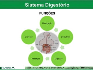 Mastigação
Deglutição
DigestãoAbsorção
Excreção
FUNÇÕES
 