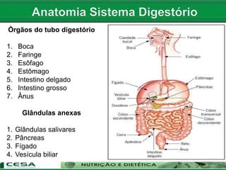 Órgãos do tubo digestório
1. Boca
2. Faringe
3. Esôfago
4. Estômago
5. Intestino delgado
6. Intestino grosso
7. Ânus
Glândulas anexas
1. Glândulas salivares
2. Pâncreas
3. Fígado
4. Vesícula biliar
 