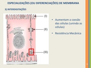 10
3) INTERDIGITAÇÕES
• Aumentam a coesão
das células (unindo as
células)
• Resistência Mecânica
ESPECIALIZAÇÕES (OU DIFERENCIAÇÕES) DE MEMBRANA
 