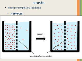 12
DIFUSÃO:
• Pode ser simples ou facilitada
• A SIMPLES:
 