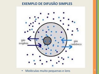 13
EXEMPLO DE DIFUSÃO SIMPLES
• Moléculas muito pequenas e íons
 