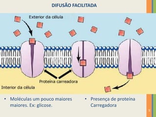 14
DIFUSÃO FACILITADA
• Moléculas um pouco maiores
maiores. Ex: glicose.
• Presença de proteína
Carregadora
 