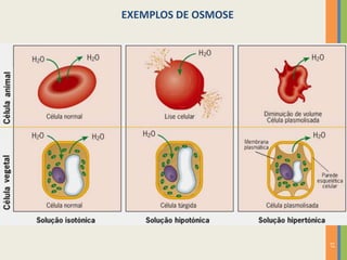 17
EXEMPLOS DE OSMOSE
 