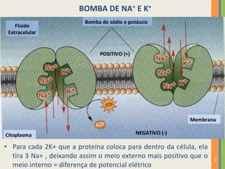 19
BOMBA DE NA+ E K+
• Para cada 2K+ que a proteína coloca para dentro da célula, ela
tira 3 Na+ , deixando assim o meio externo mais positivo que o
meio interno = diferença de potencial elétrico
 