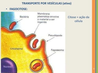 21
TRANSPORTE POR VESÍCULAS (ativo)
Citose = ação da
célula
• FAGOCITOSE:
 