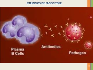 22
EXEMPLOS DE FAGOCITOSE
 