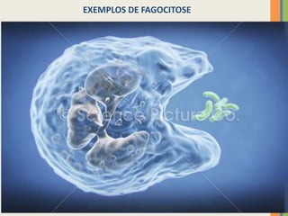 23
EXEMPLOS DE FAGOCITOSE
 