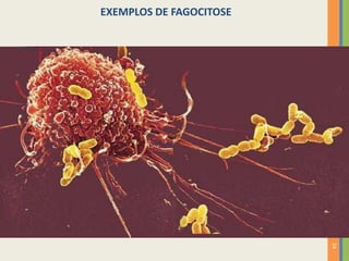 24
EXEMPLOS DE FAGOCITOSE
 