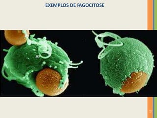 25
EXEMPLOS DE FAGOCITOSE
 