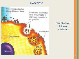 27
• Para absorver
fluidos e
nutrientes
PINOCITOSE:
 