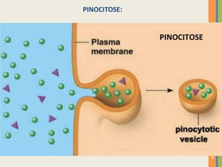 28
PINOCITOSE:
 