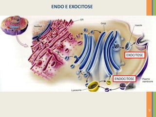 29
ENDO E EXOCITOSE
EXOCITOSE
ENDOCITOSE
 