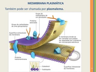 3
MESMBRANA PLASMÁTICA
Também pode ser chamada por plasmalema.
 