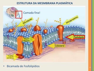 4
ESTRUTURA DA MESMBRANA PLASMÁTICA
Camada fina!
• Bicamada de Fosfolipídios
 
