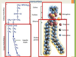 5
FOSFOLIPÍDEO
 