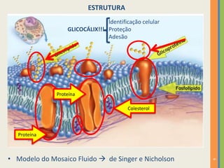 6
ESTRUTURA
• Modelo do Mosaico Fluido  de Singer e Nicholson
Proteína
Proteína
Colesterol
GLICOCÁLIX!!!
Identificação celular
Proteção
Adesão
 