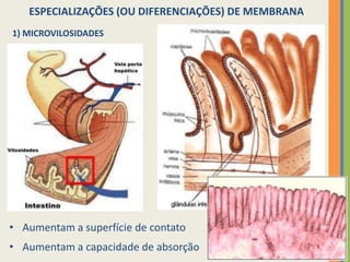 ESPECIALIZAÇÕES (OU DIFERENCIAÇÕES) DE MEMBRANA
1) MICROVILOSIDADES
• Aumentam a superfície de contato
• Aumentam a capacidade de absorção
 