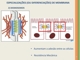 9
ESPECIALIZAÇÕES (OU DIFERENCIAÇÕES) DE MEMBRANA
2) DESMOSOMOS
• Aumentam a adesão entre as células
• Resistência Mecânica
 
