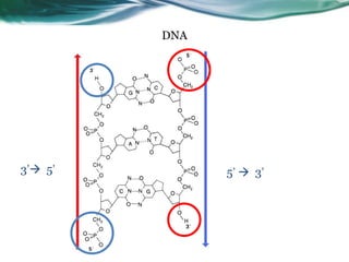11
DNA
5’  3’3’ 5’
 