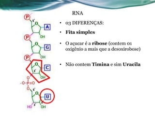 12
RNA
• 03 DIFERENÇAS:
• Fita simples
• O açucar é a ribose (contem 01
oxigênio a mais que a desoxirobose)
• Não contem Timina e sim Uracila
 
