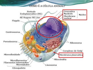 14
COMO É A CÉLULA ANIMAL?
 