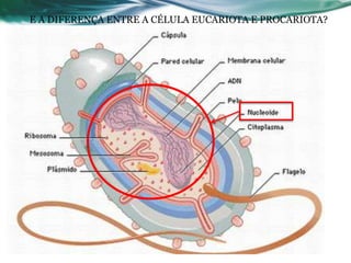 16
E A DIFERENÇA ENTRE A CÉLULA EUCARIOTA E PROCARIOTA?
 