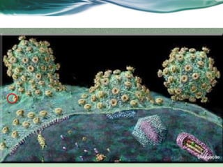 Vestibular 2010.1
19
 