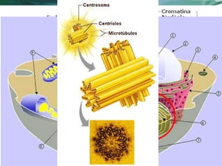 Vestibular 2013.1
22
 