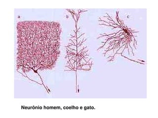 Da estrutura para o processo; 