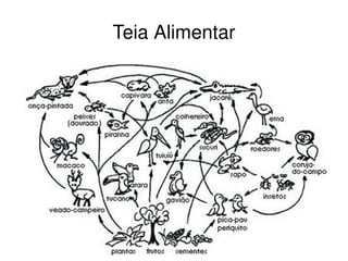 Da metáfora mecânica para a metáfora do organismo vivo; 