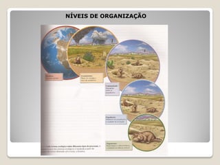NÍVEIS DE ORGANIZAÇÃO
 