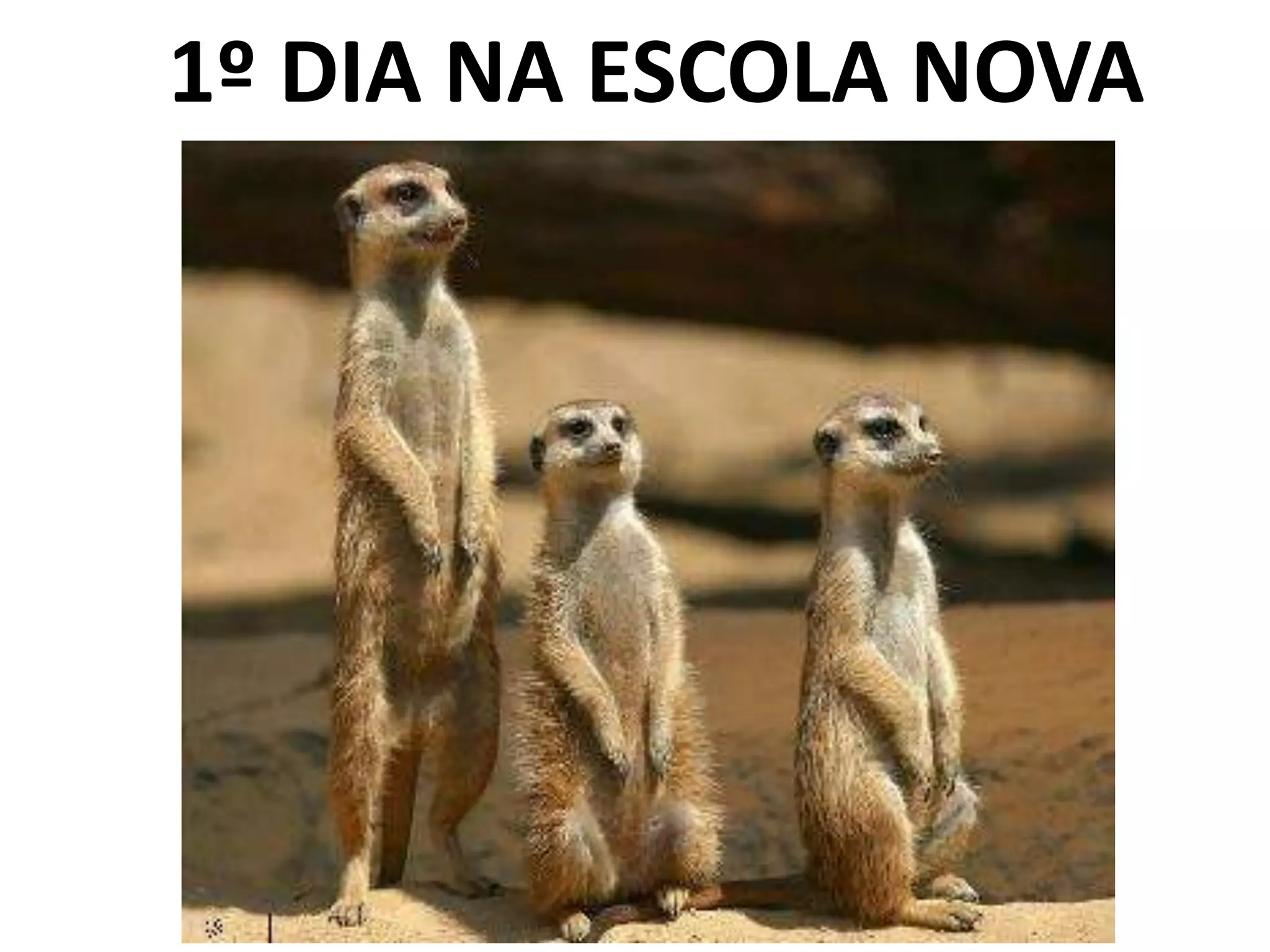1º DIA NA ESCOLA NOVA