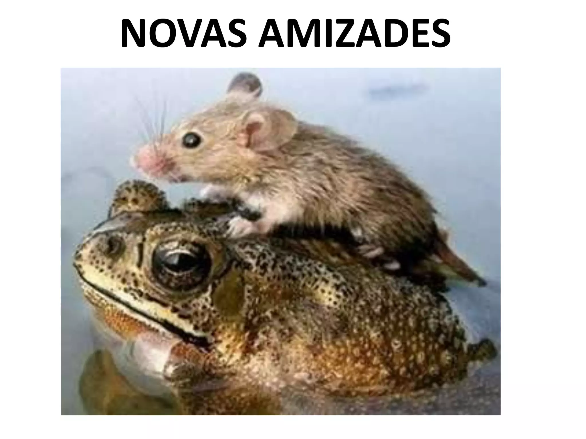 NOVAS AMIZADES