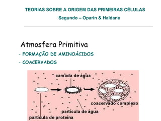 TEORIAS SOBRE A ORIGEM DAS PRIMEIRAS CÉLULAS
Segundo – Oparin & Haldane
Atmosfera Primitiva
- FORMAÇÃO DE AMINOÁCIDOS
- COACERVADOS
 