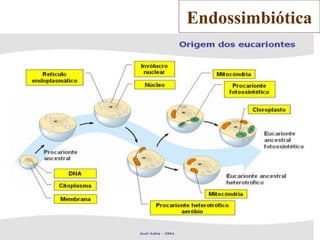 Endossimbiótica
 