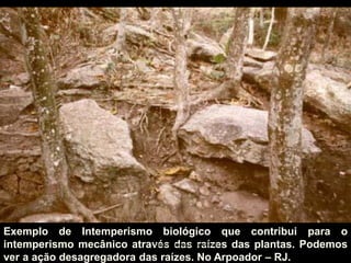 Exemplo de Intemperismo biológico que contribui para o intemperismo mecânico através das raízes das plantas. Podemos ver a ação desagregadora das raízes. No Arpoador – RJ. 
carolcorreageo.blogspot.com  