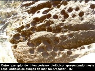Outro exemplo de intemperismo biológico apresentando neste caso, orifícios de ouriços do mar. No Arpoador – RJ. 
carolcorreageo.blogspot.com  