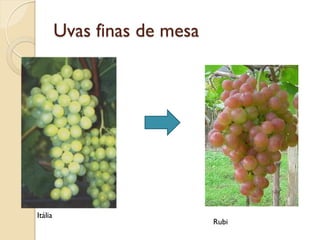 Uvas finas de mesa
Itália
Rubi
 