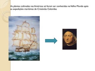 As plantas cultivadas nas Américas só foram ser conhecidas noVelho Mundo após
as expedições marítimas de Cristóvão Colombo.
 