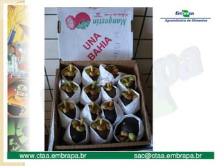 aulas de friticultura