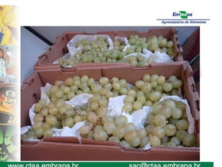 aulas de friticultura