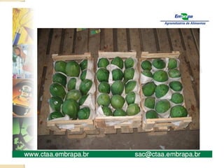 aulas de friticultura