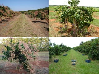 aulas de friticultura