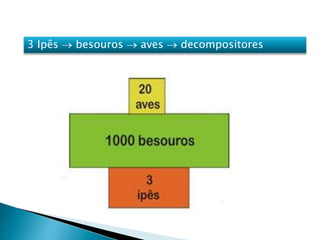 3 Ipês  besouros  aves  decompositores
 
