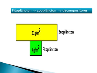 Fitoplâncton  zooplâncton  decompositores
 