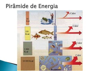 Pirâmide de Energia
 