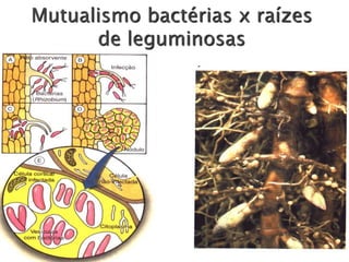 Mutualismo bactérias x raízes
de leguminosas
 