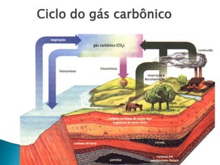 Ciclo do gás carbônico
 