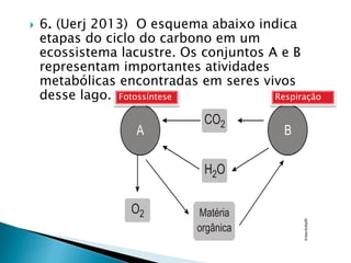  6. (Uerj 2013) O esquema abaixo indica
etapas do ciclo do carbono em um
ecossistema lacustre. Os conjuntos A e B
representam importantes atividades
metabólicas encontradas em seres vivos
desse lago. Fotossíntese Respiração
 