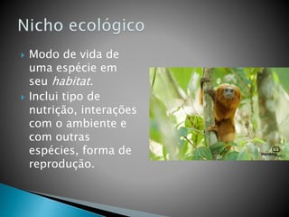  Modo de vida de
uma espécie em
seu habitat.
 Inclui tipo de
nutrição, interações
com o ambiente e
com outras
espécies, forma de
reprodução.
 